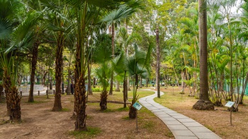 摩士公園（二號公園）內的棕櫚園內有多種棕櫚科植物，均呈筆直形態，枝葉則呈拱形或扇形。